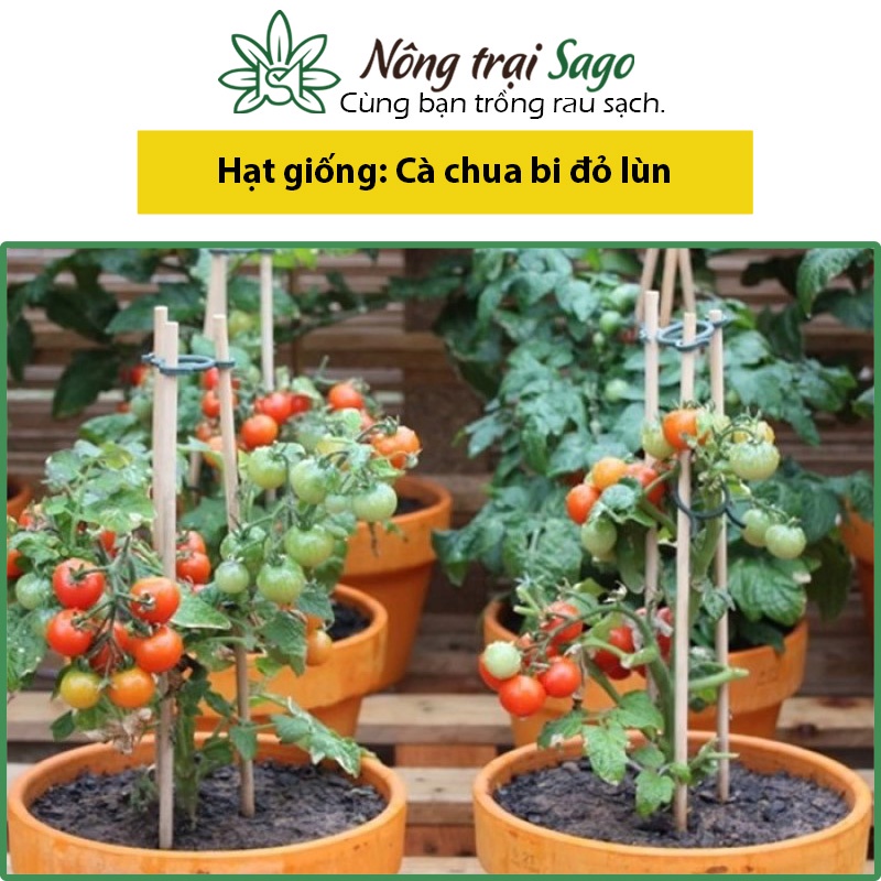 Hạt giống Cà Chua Bi Đỏ Lùn Chịu Nhiệt Tốt, Trồng Quanh Năm - Nông Trại Sago