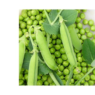 5gr hạt giống đậu hà lan leo chịu nhiệt wando