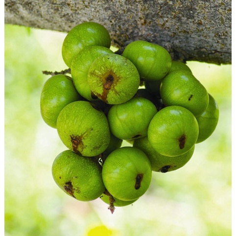 500g/1Kg Trái Sung Tươi