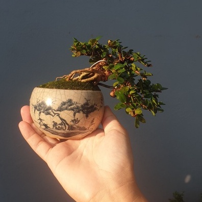 Cây sam núi trái bonsai mini để bàn (giao kèm chậu như ảnh)