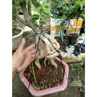 Gốc phôi cây hoa giấy mỹ