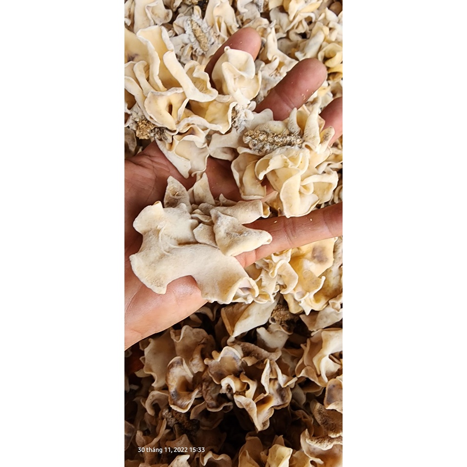 MỌC NHĨ KHÔ SẠCH NHÀ TRỒNG BAO NGON GIÒN