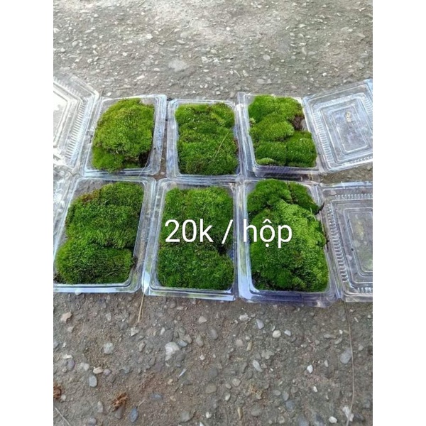 Rêu nhung bonsai trang trí cây cảnh 20k hộp.