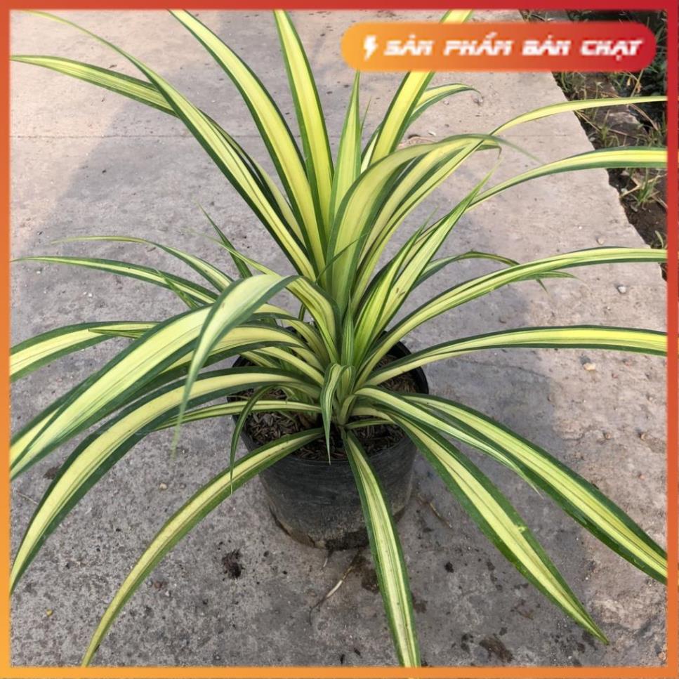 Cây dứa sọc vàng (dứa thái) chiều cao 20-25cm bụi cây to khỏe lá vươn dài đẹp