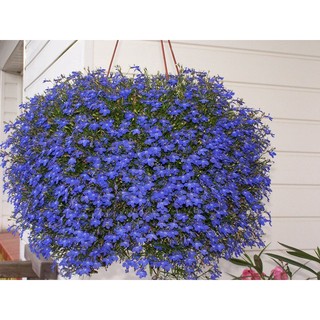 50h hạt giống hoa cúc lobelia rủ mix
