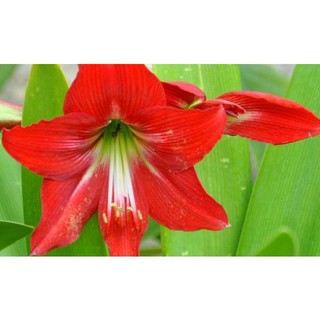 Củ hoa huệ đỏ - Huệ Tây đỏ