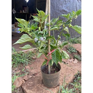 Cây ớt Carolina reaper, ớt cây nhất thế giới, cây đang trái