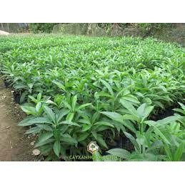 Cây Hoa Sữa Giống ( cây siêu sớm có bảo hành)