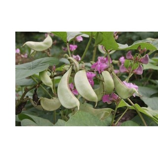 5Gr Hạt Giống Đậu Ván Xanh