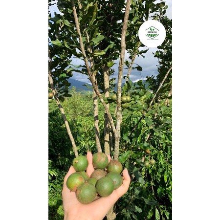 1KG MACCA TƯƠI NGUYÊN VỎ