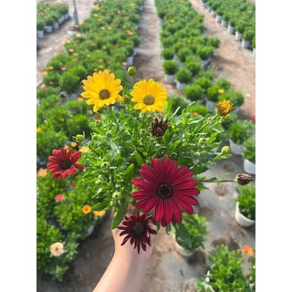 Cây Hoa Cúc Châu Phi JUN GARDEN Osteospermum nhiều màu