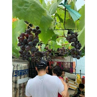 Cây Giống  Nho Kẹo.- (Giống Ghép siêu sớm)