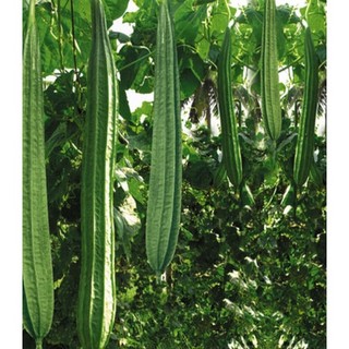10h hạt giống mướp khía