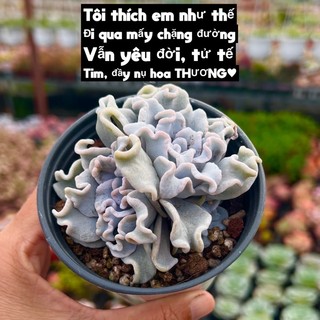 Cây sen đá beauty 2 đầu size 6-8cm thuanphat garden, loại sen đá sang, xịn, mịn, lỗi 1 đổi 1