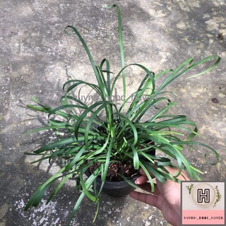 Ngải nàng mọi ( khéo khách)