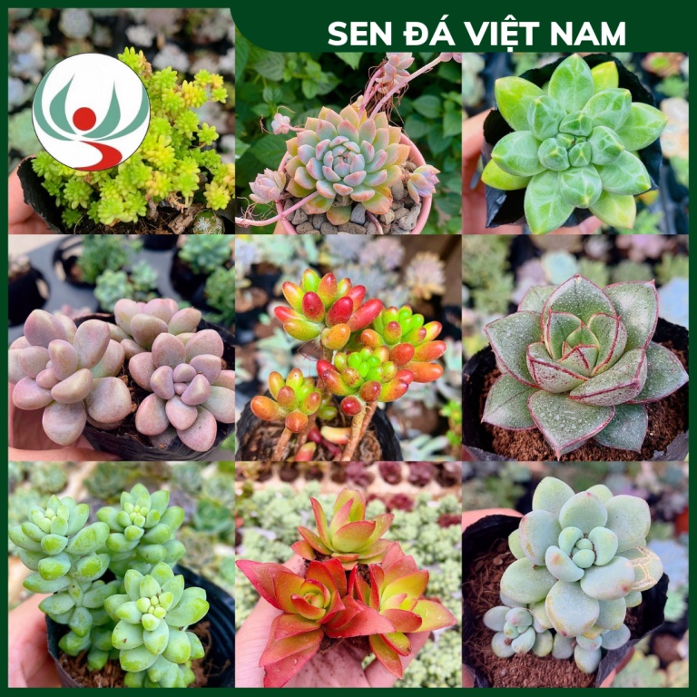 Sen Đá Size Bầu 5-8cm Đủ Loại Xuất Xứ Đà Lạt, Đá Cam Nâu Chuỗi Ngọc, Kim Cương, Sedum, Haworthia, Hồn