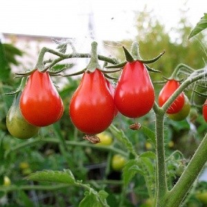 Hạt Giống Cà Chua Cherry Lê Đỏ | Ngọt Thanh – Sai Quả – Dễ Trồng