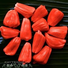 Cây giống mít ruột đỏ sơ đỏ