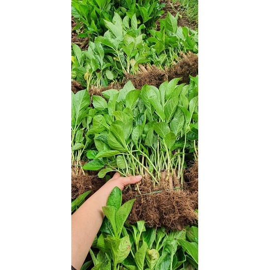 Combo 20 CÂY giống cẩm tú cầu đổi màu