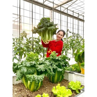 100 hạt giống cải thảo vũ trụ khổng lồ