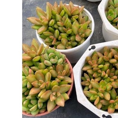 Các loại sen đá ĐÁ CAM - ĐÁ ĐỎ - ĐÁ NÂU - ĐÁ XANH - Size trung - Vườn Đà Lạt