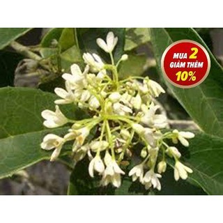 Cây mộc hương ta hoa thơm 50-60 cm đang có hoa - hàng mới về số lượng có hạn
