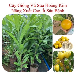 Cây vũ sữa hoàng kim, cây giống vú sữa, vú sữa giống - caygiong-f1
