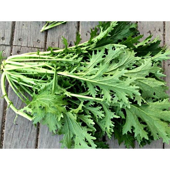5Gr Hạt Giống Cải Ngọt Đuôi Phụng