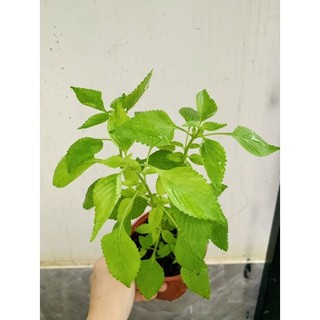 Chậu rau kinh giới