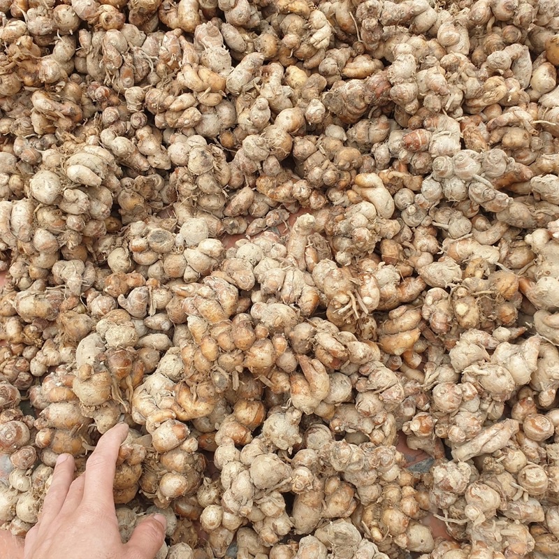 địa liền tươi 0,5kg