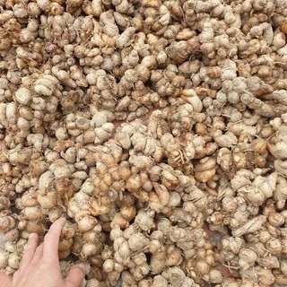 Địa liền tươi 0,5kg