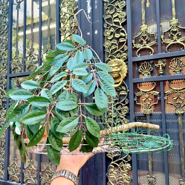 Lồng Bẫy Chim Cu Gáy Kèm Phụ Kiện Siêu Nhạy