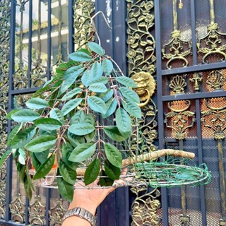 Lồng Bẫy Chim Cu Gáy Kèm Phụ Kiện Siêu Nhạy