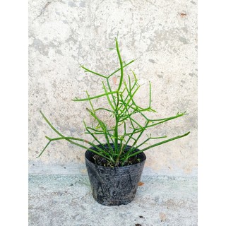Cây giao (chỉ giao hỏa tốc HCM)