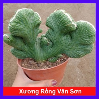 Xương Rồng Vân Sơn - cây cảnh để bàn - caykiengsadec