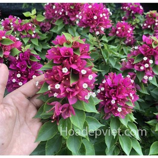 Hoa giấy Mỹ bonsai mini
