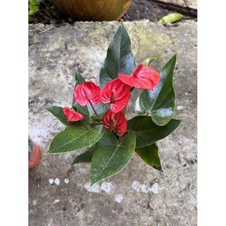Cây hồng môn đỏ siêu bông