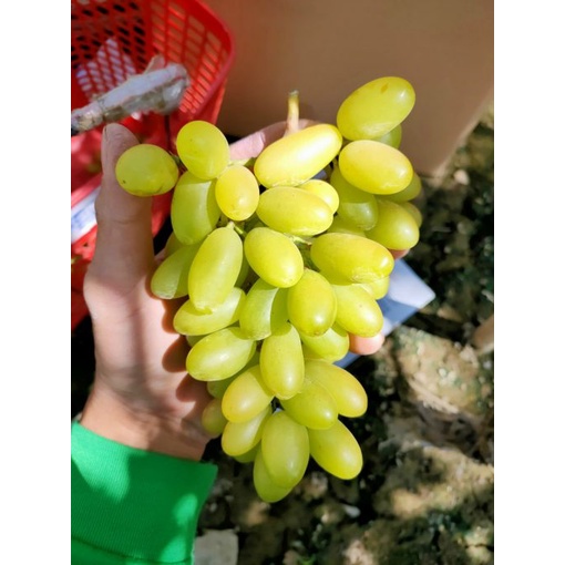 Cây Nho Xanh Trái Dài Ninh Thuận Giống NH01- 48