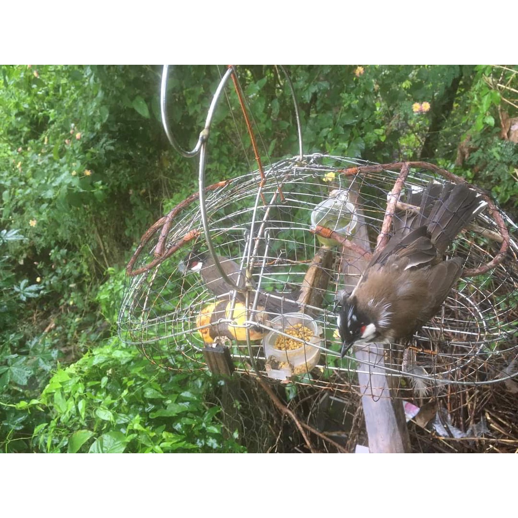 Lồng Bẫy Chào Mào Phom Sài Gòn Kèm Phụ Kiện