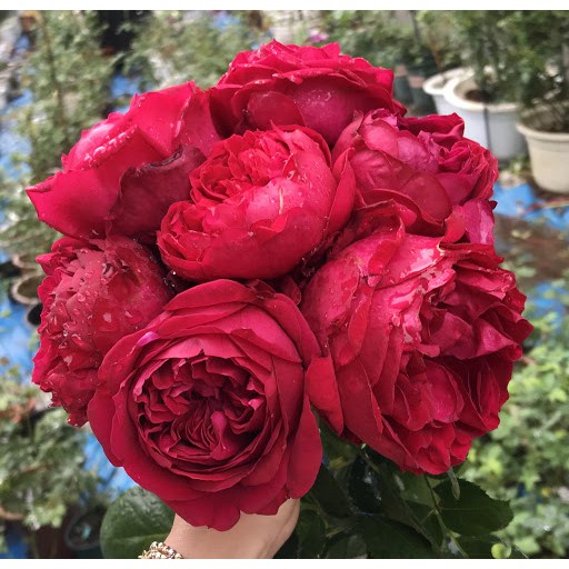 Hoa hồng Autumn Rouge rose - hoa thơm, hoa thơm