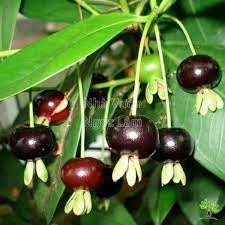Cây giống cherry Brazil cho trái siêu sớm