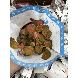 chậu cây cẩm nhung (cây lá may mắn )