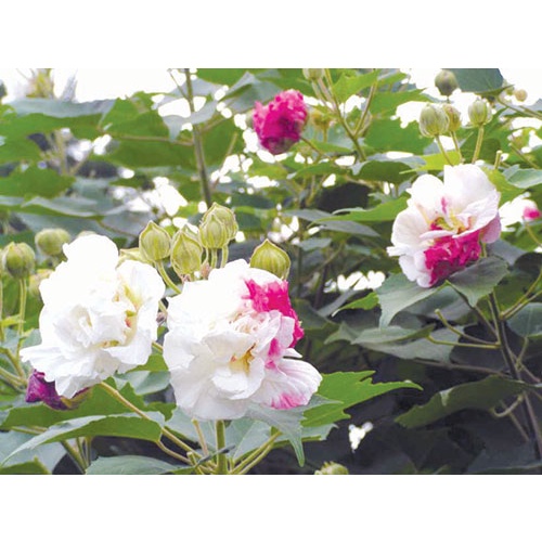Chậu hoa phù dung trưởng thành đang nụ , CÂY CỰC ĐẸP, GIÁ RẺ, SIÊU KHUYẾN MÃI