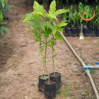 [Nhu_Mai_Garden]cây giống hoa ngọc lan trắng