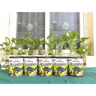 Nho khô Mỹ SUNVIEW RAISINS