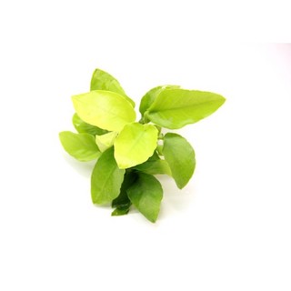Thuỷ Sinh Anubias Barteri “Golden Nana” - Cây Thuỷ Sinh