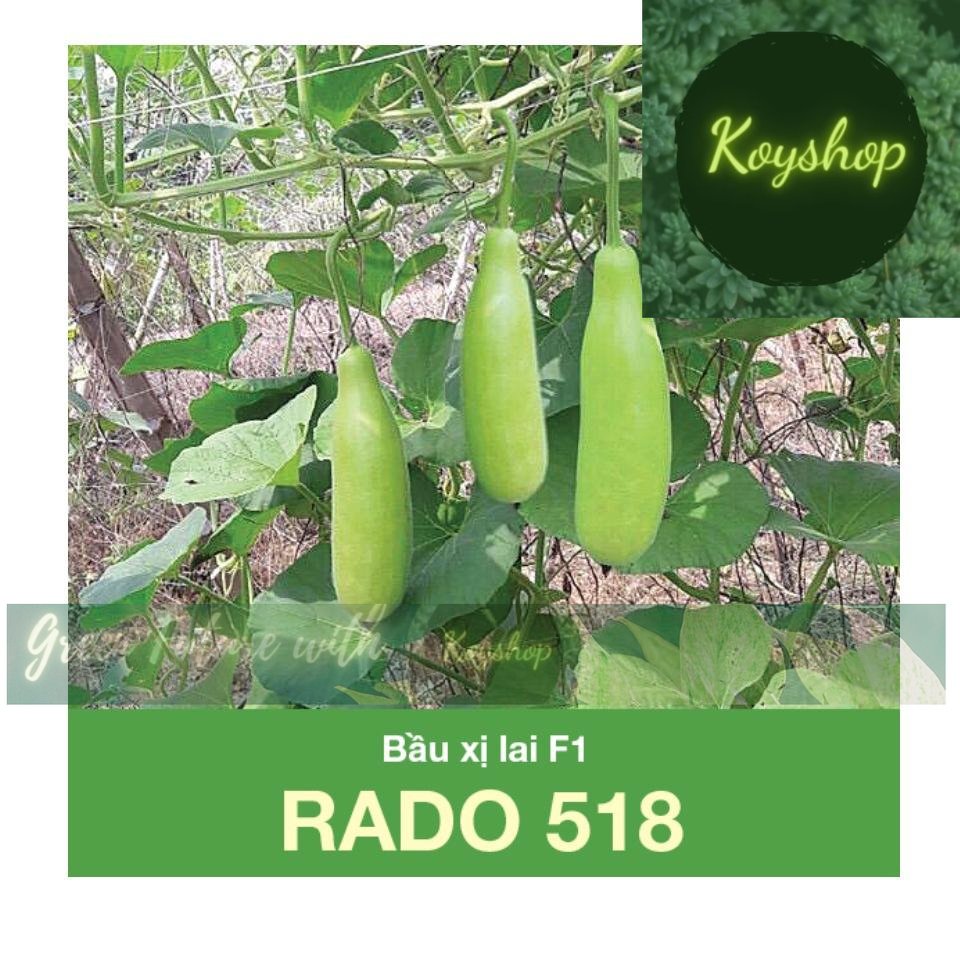 Hạt Giống Bầu Xị Lai F1 Rado 518 gói 2gr Dễ trồng,- Rado Seeds - Giá sỉ tốt hơn!