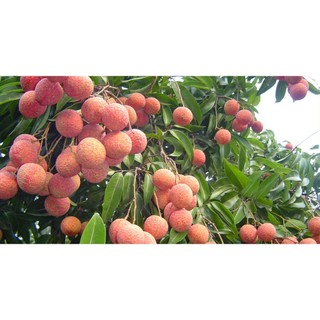 CÂY GIỐNG VẢI KHÔNG HẠT ( CÂY TO BẦU LỚN SIÊU TỐT))