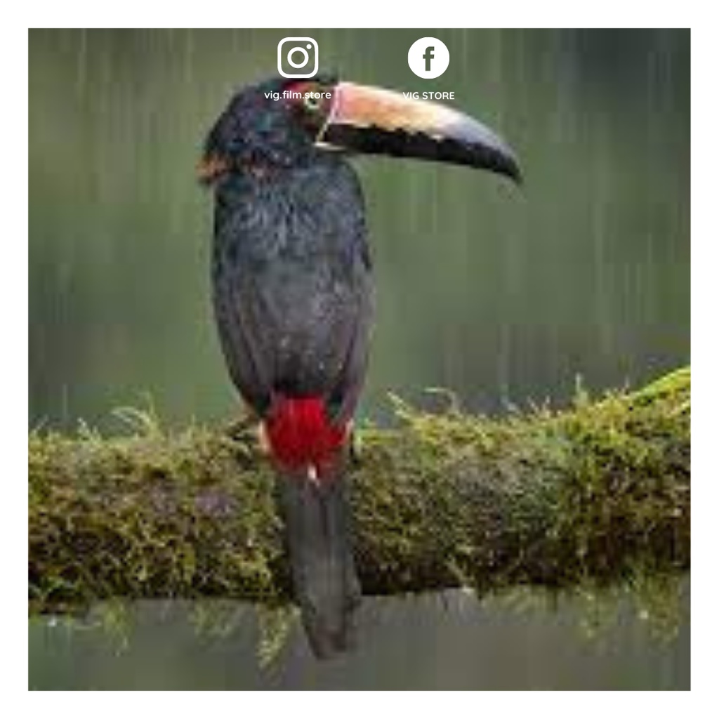 Máy ảnh olympus auto focus