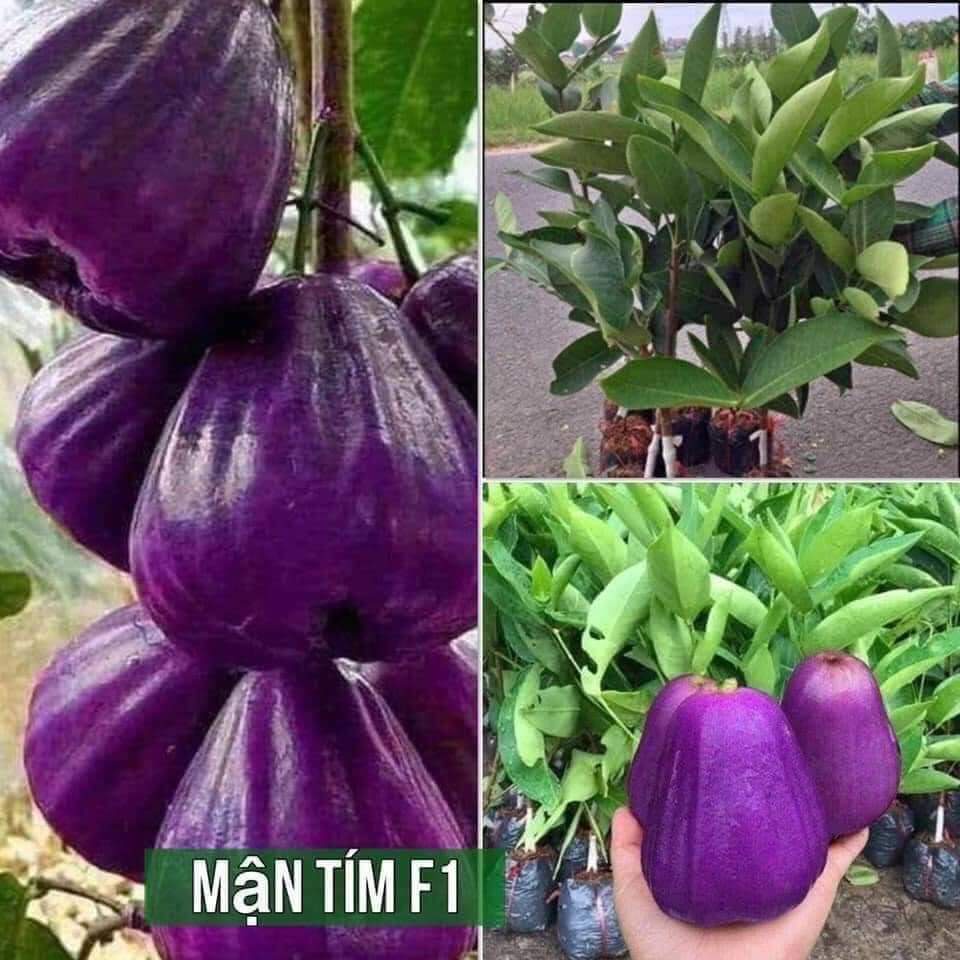 cây roi tím Thái Lan ( cây mận tím thái lan)